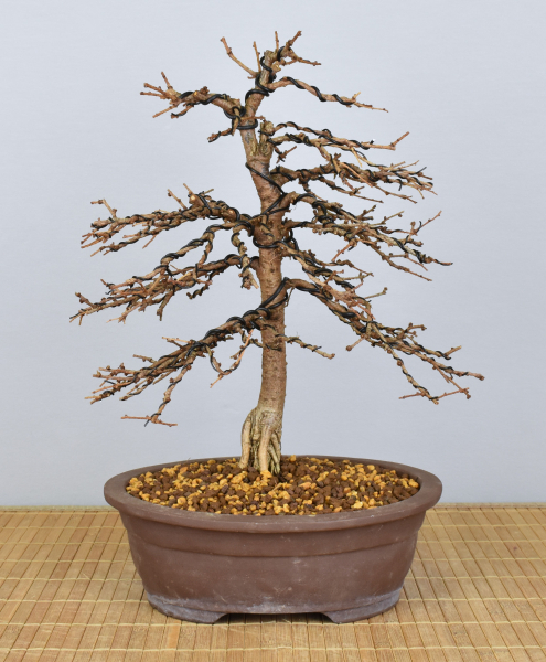 Preview: Bonsai Outdoor, Japanische Lärche (Larix kaempferi)
